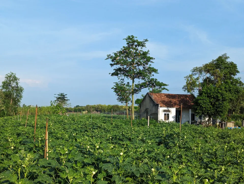 Vườn ươm