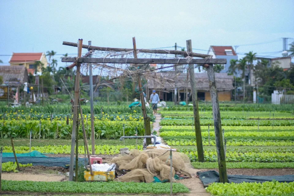 Xoài cát chín cây, đóng thùng theo yêu cầu